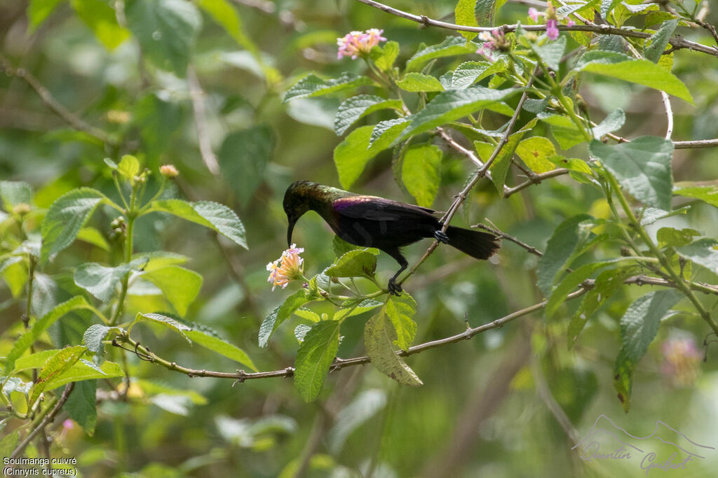 Copper Sunbird