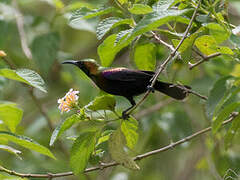 Copper Sunbird