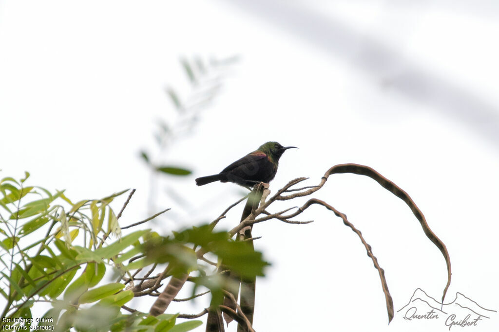 Copper Sunbird male adult