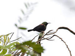 Copper Sunbird