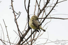 Copper Sunbird