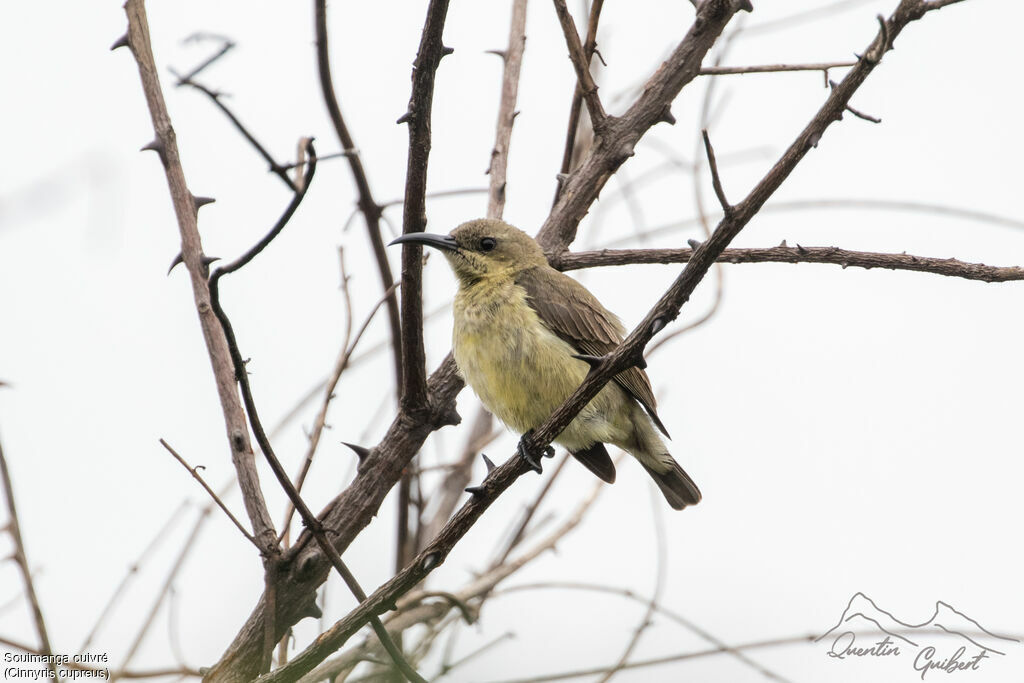 Copper Sunbird female adult