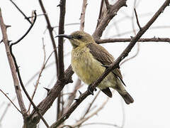 Copper Sunbird