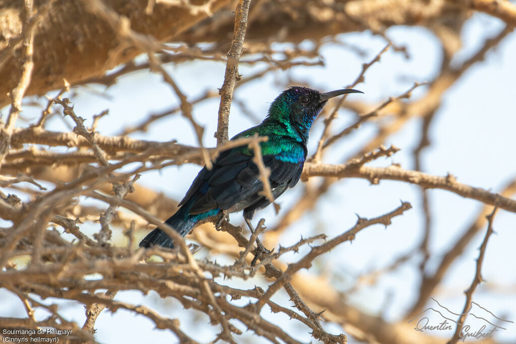 Souimanga de Hellmayr