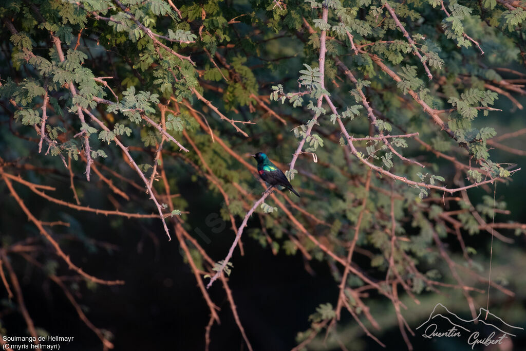 Souimanga de Hellmayr