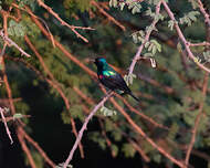 Souimanga de Hellmayr