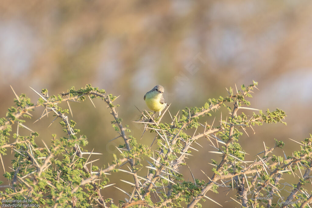Nile Valley Sunbird