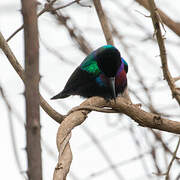 Splendid Sunbird