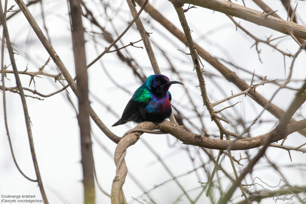 Splendid Sunbird male adult breeding, identification