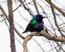 Splendid Sunbird