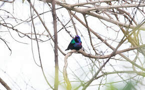 Splendid Sunbird