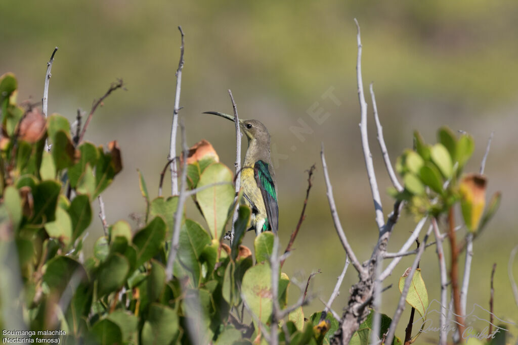 Malachite Sunbird male adult transition