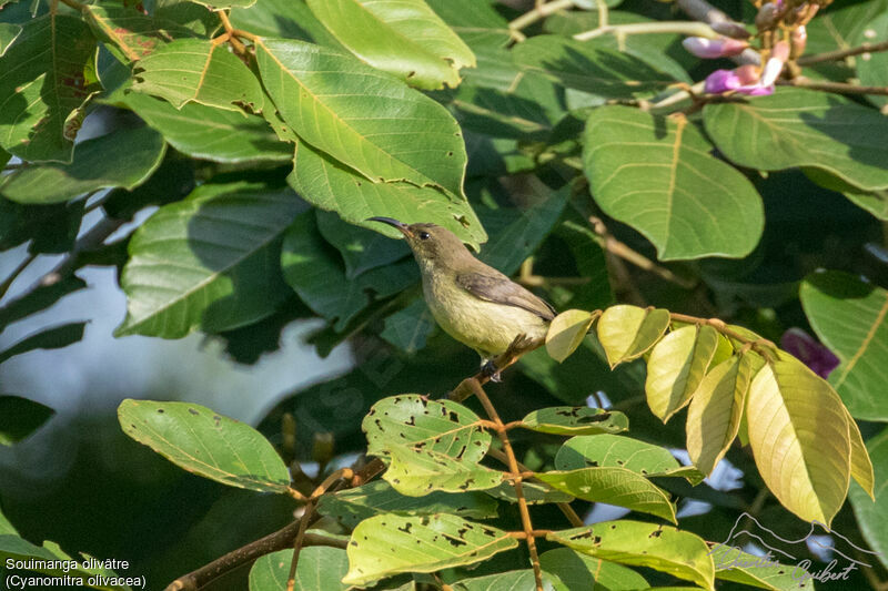 Olive Sunbird, identification