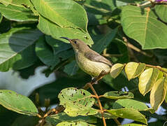 Olive Sunbird