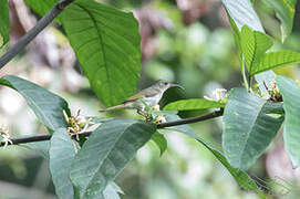 Olive Sunbird