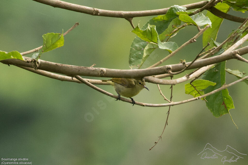 Olive Sunbird