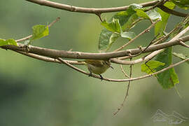 Olive Sunbird