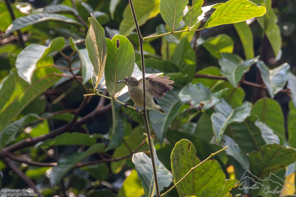 Olive Sunbird