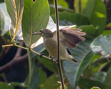 Olive Sunbird