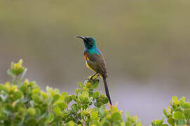 Orange-breasted Sunbird