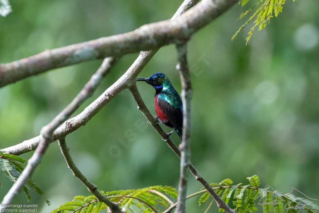 Superb Sunbird