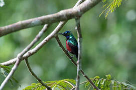 Superb Sunbird