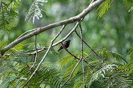 Superb Sunbird