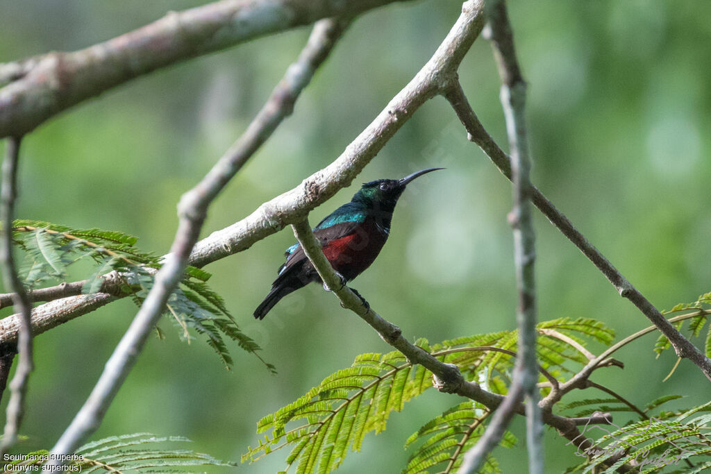 Superb Sunbird male adult breeding