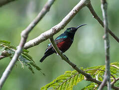 Superb Sunbird