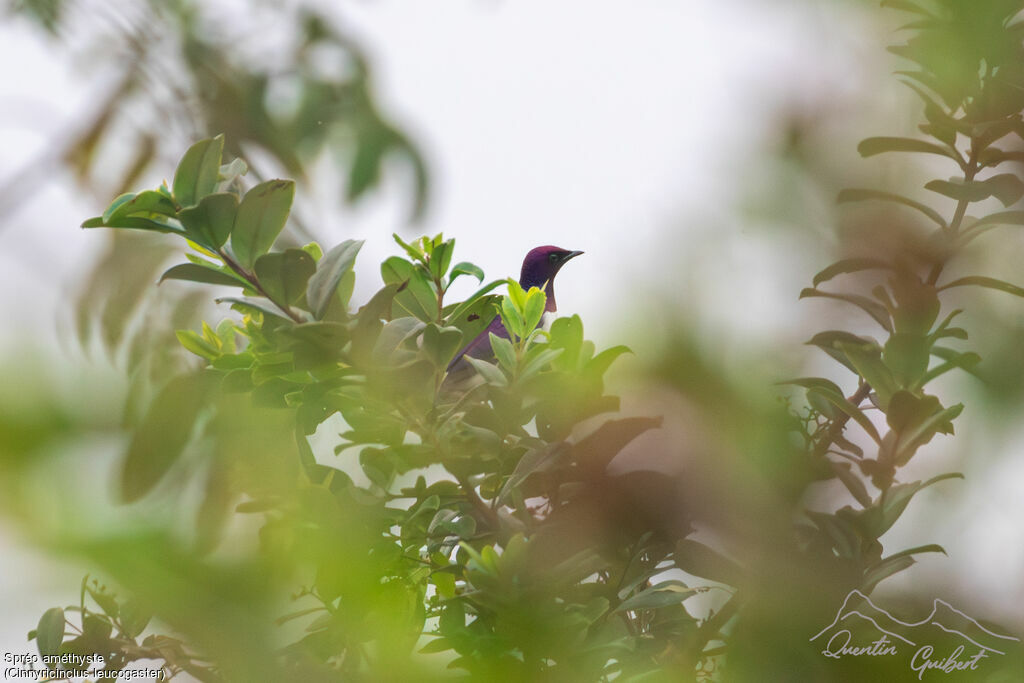 Violet-backed Starling