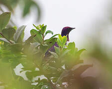 Violet-backed Starling