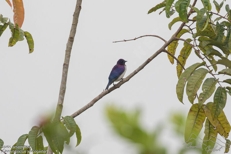Violet-backed Starling, identification