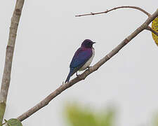 Violet-backed Starling