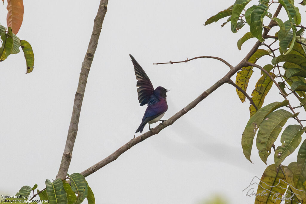 Violet-backed Starling