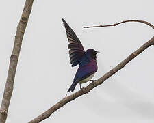 Violet-backed Starling