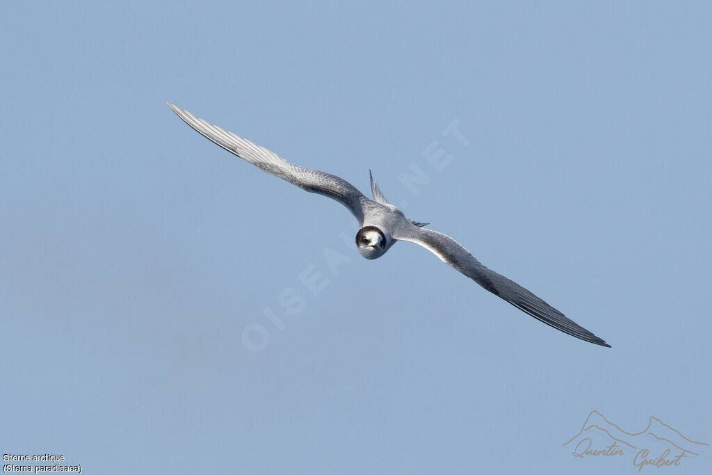 Arctic Tern