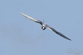 Arctic Tern