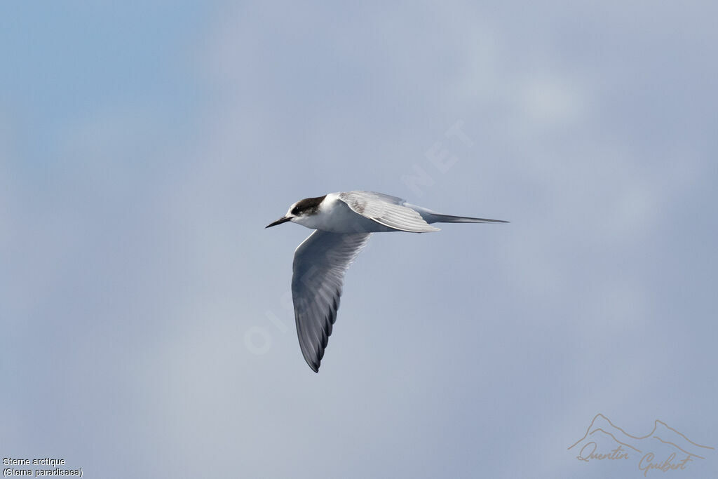 Arctic Tern