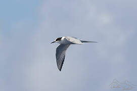 Arctic Tern