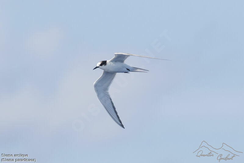 Arctic Tern, identification, Flight