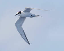 Arctic Tern