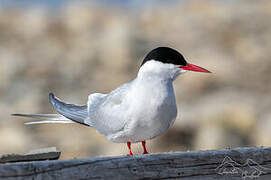 Arctic Tern