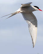 Arctic Tern