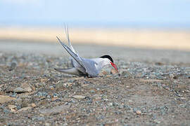 Arctic Tern