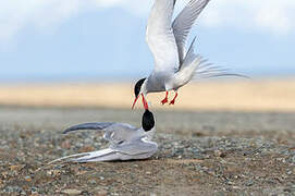 Arctic Tern