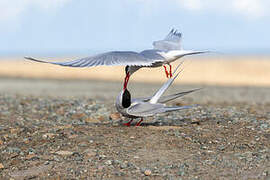 Arctic Tern