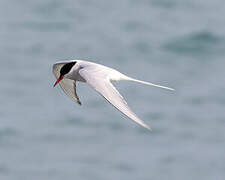 Arctic Tern