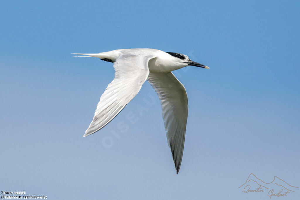 Sandwich Ternadult, identification, Flight