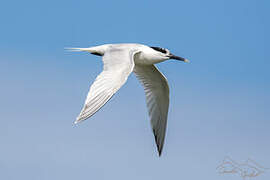 Sandwich Tern