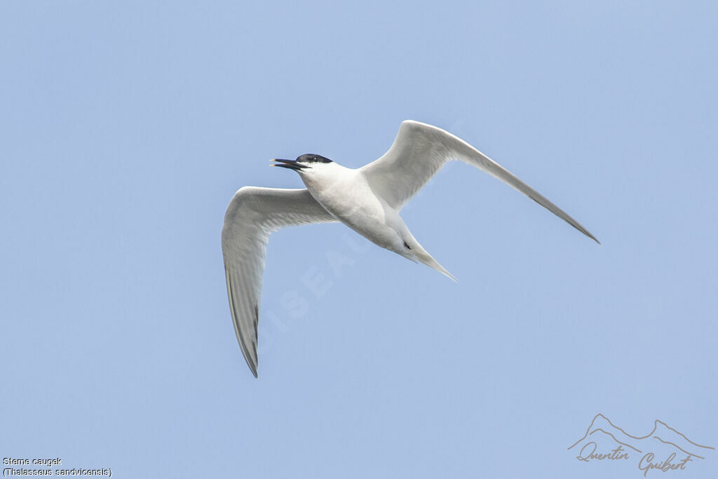 Sandwich Tern